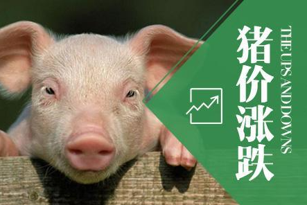 生猪价格跌幅波动